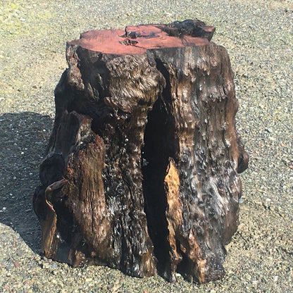redwood burl base | pedestal | dining table base | glass or wood top _ rbb001