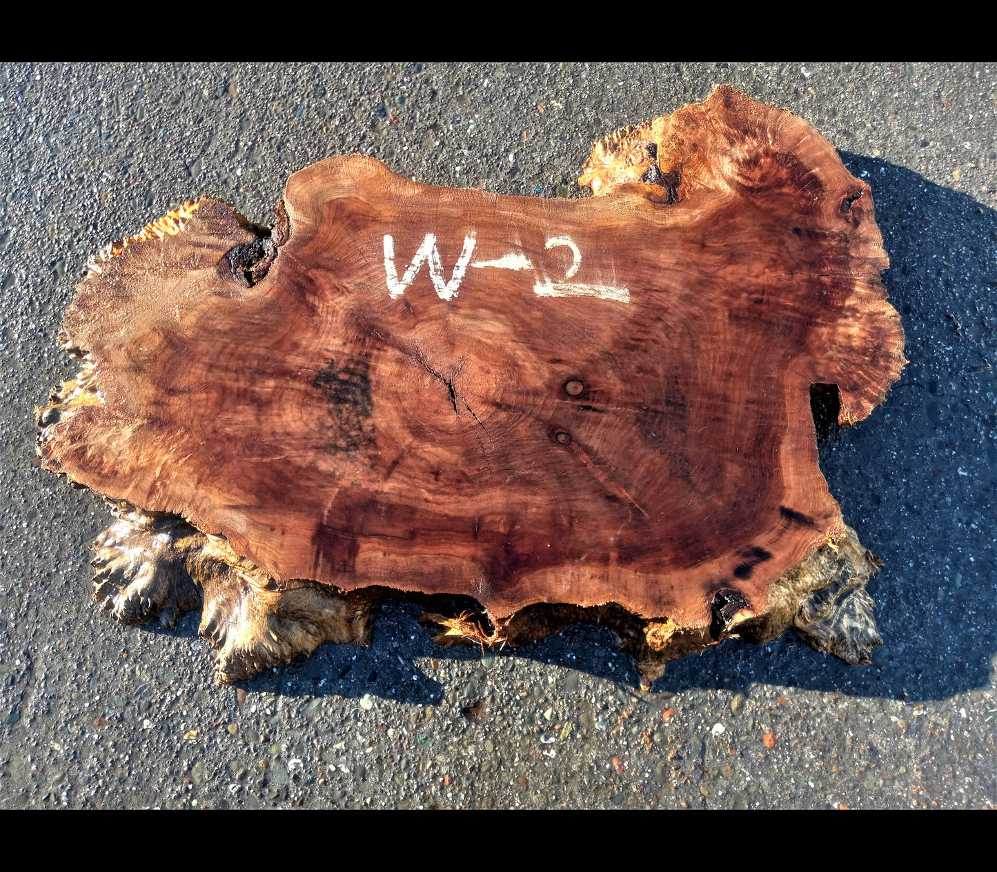 Willow burl slab | cookie cut | live edge wood | DIY wood crafts | W--2